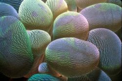 Bubble Coral feeding---in the daylight! Only in the Phili... by Dan Kasberger 